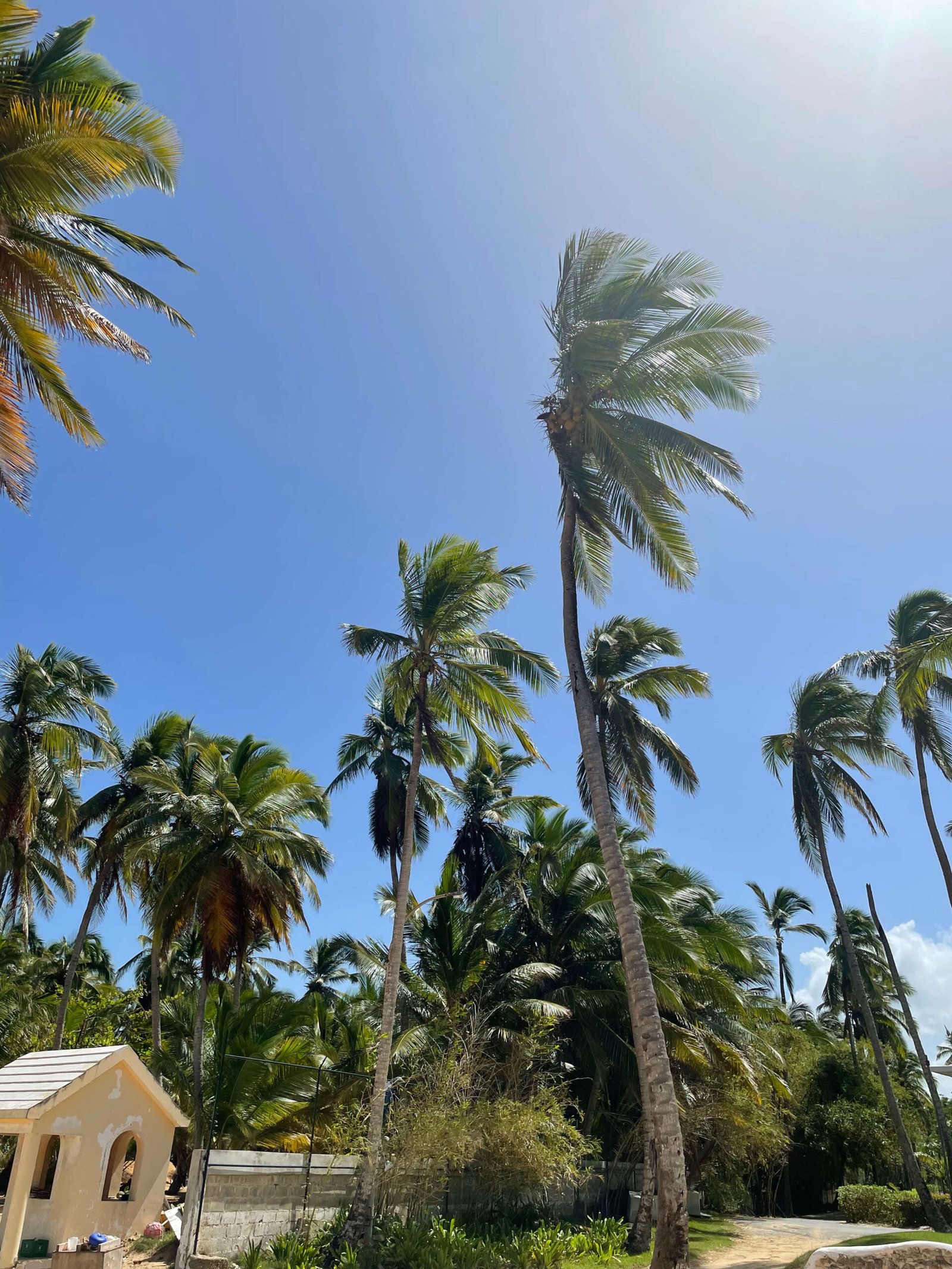 Vista panorámica de altas palmeras bajo un cielo azul brillante en Punta Cana, República Dominicana. Una escena típica del paraíso caribeño que invita a relajarse y disfrutar del clima tropical rodeado de naturaleza.